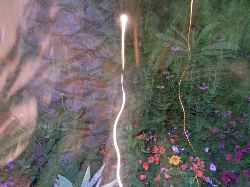 Wojciech Kucharczyk | z cyklu Duże zdjęcia ładnych roślin z latającym światłem